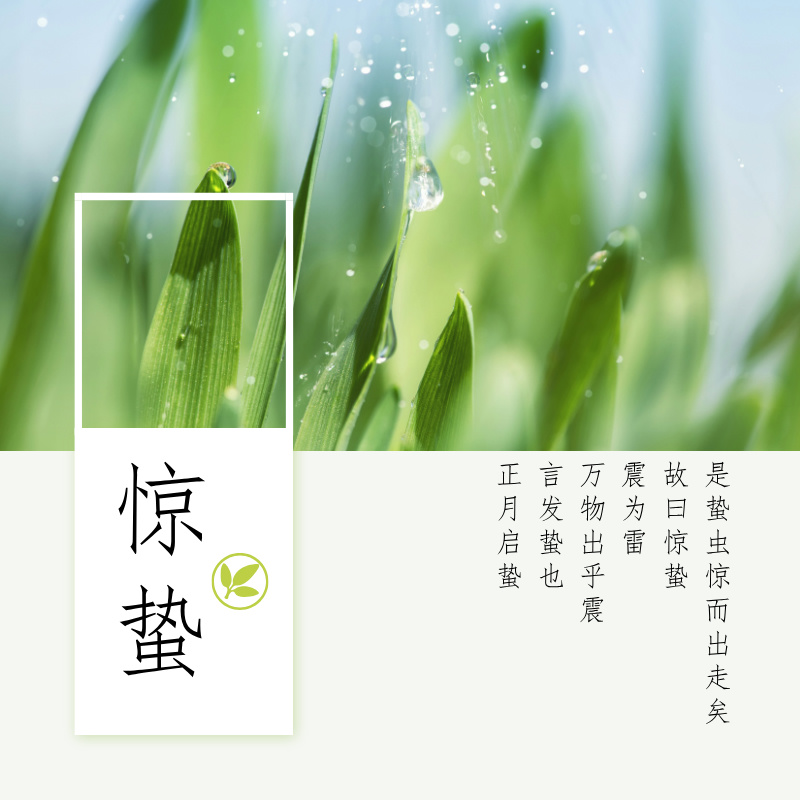 惊蛰节气实景风方形海报__2025-03-05 17_31_15